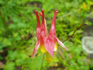 Columbine